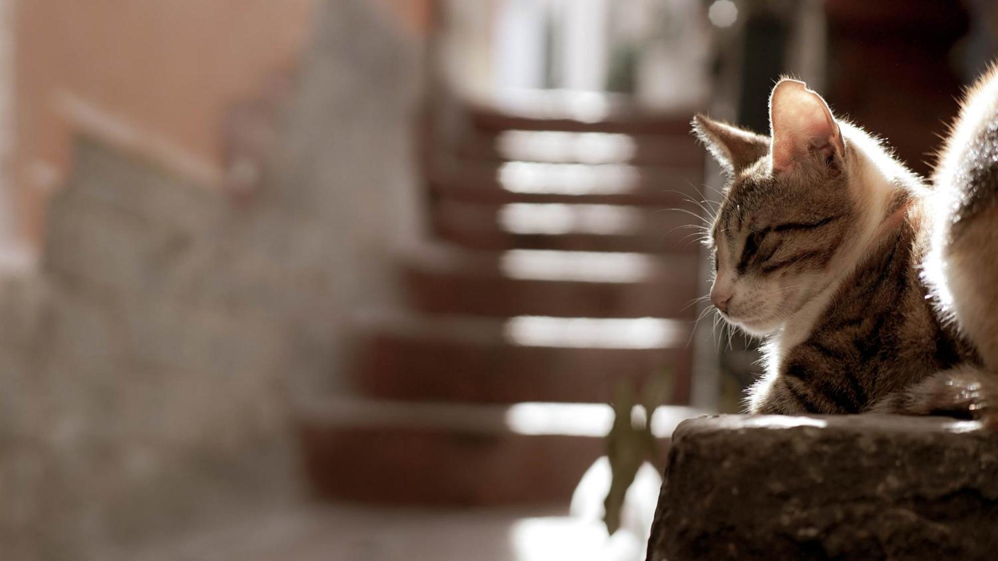 Ferienwohnung Casa Nel Borgo Dei Gatti Cetara Exterior foto