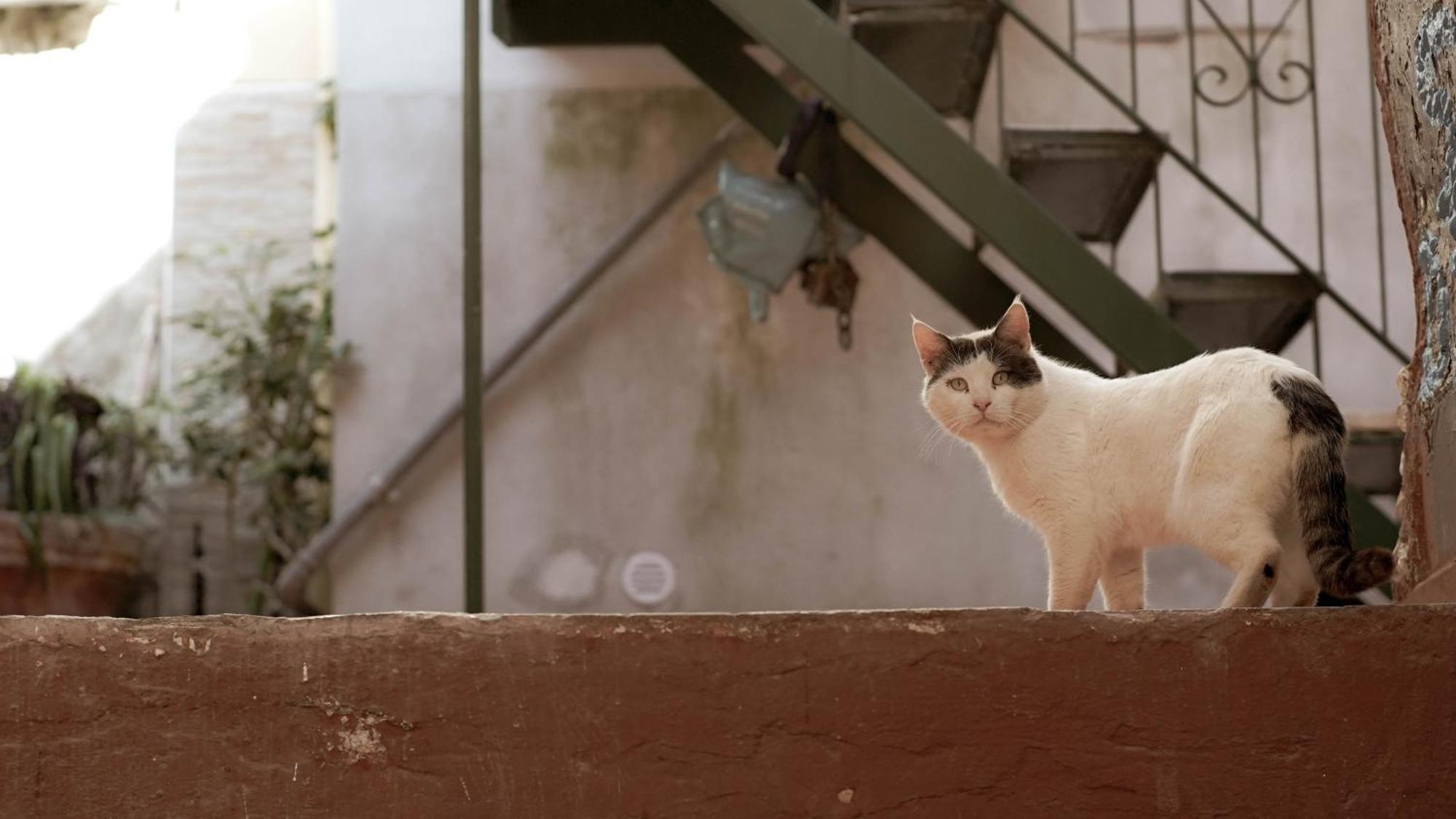 Ferienwohnung Casa Nel Borgo Dei Gatti Cetara Exterior foto